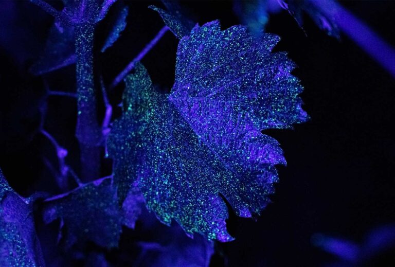 Sauska winery replaced helicopters with drones