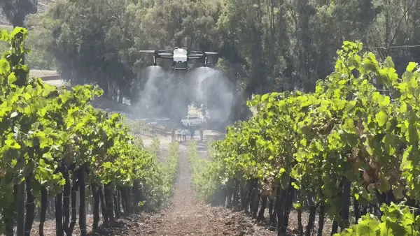 A vineyard being sprayed by a drone.