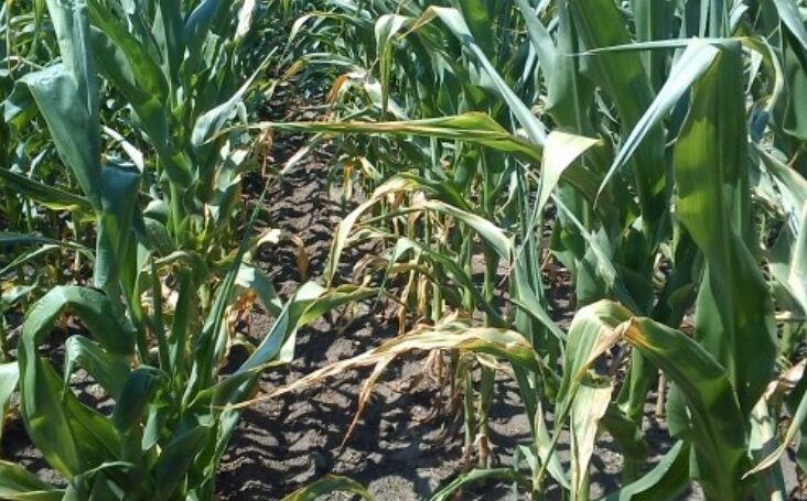 Early Drought Detection and Precision Intervention with Agricultural Drones
