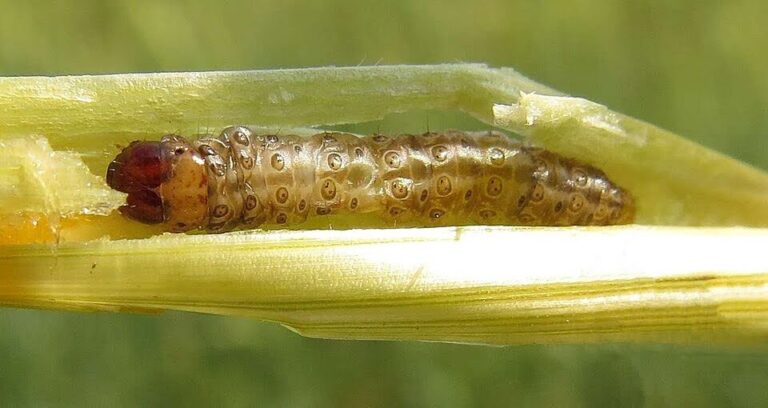 Mastering Trichogramma Applications: Forecasting, Species Selection, and Practical Tips