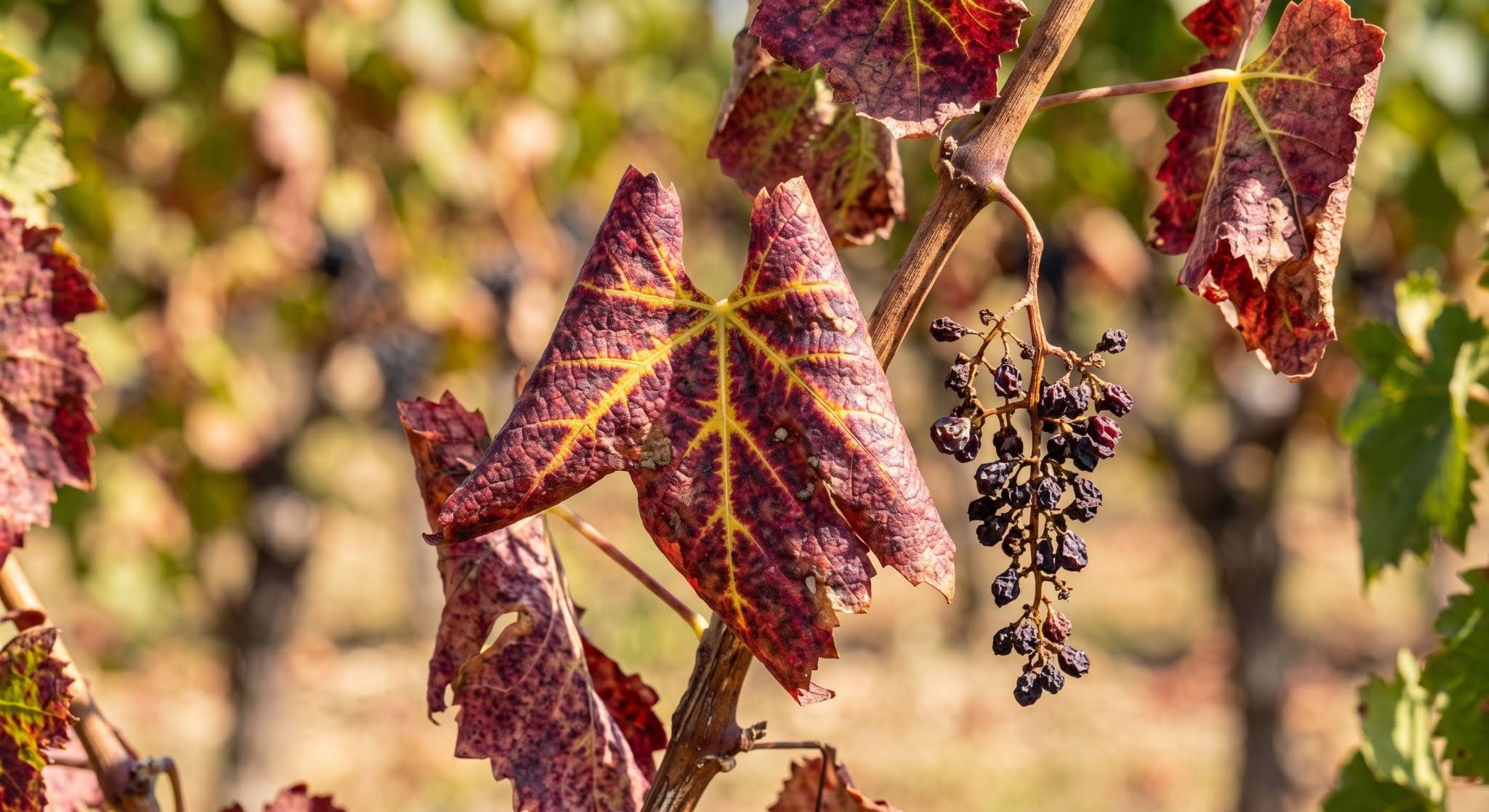 Grapevine Flavescence Dorée: Symptoms, Diagnostics, and Drone-Based Protection