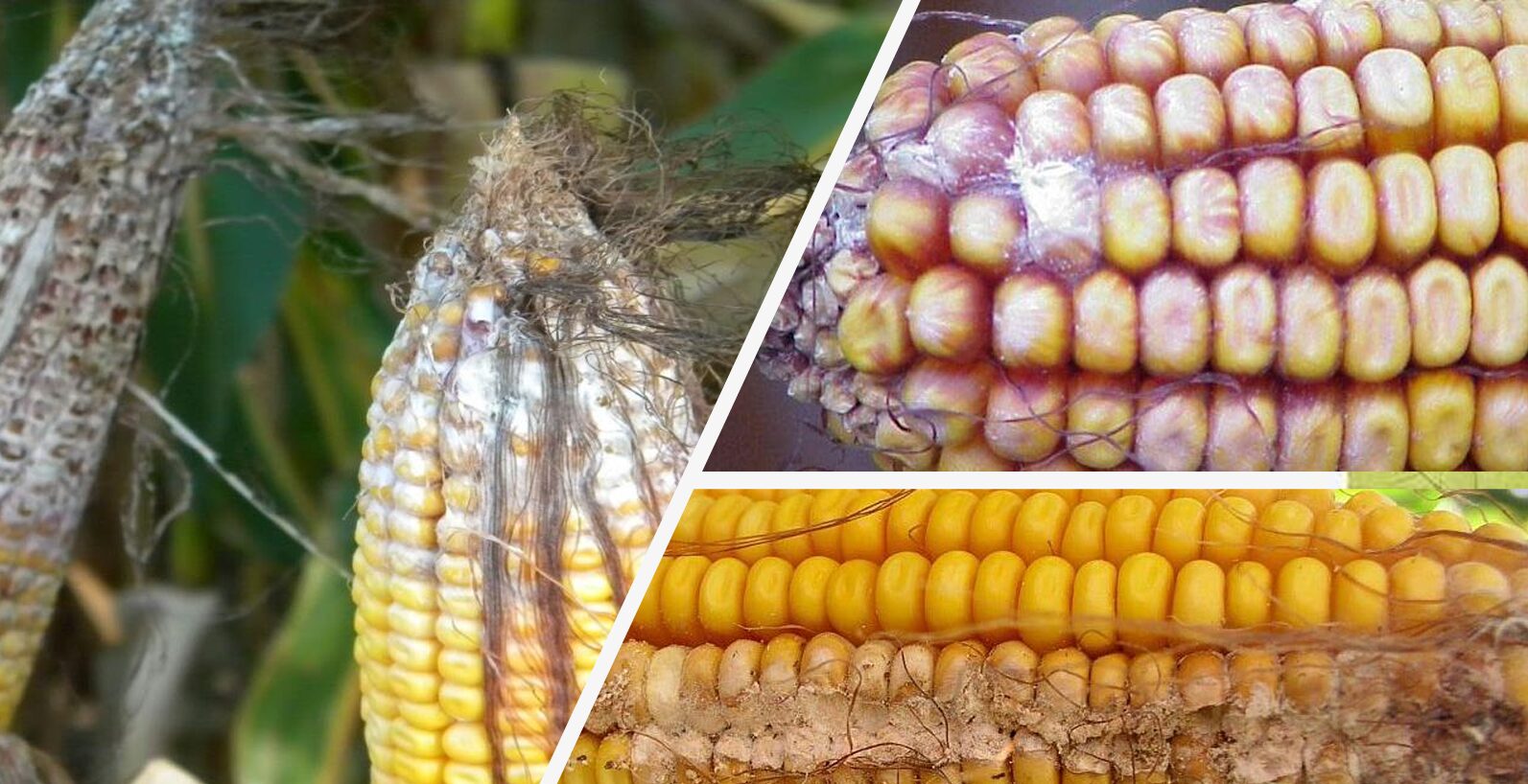 Silent Threats in Arable Crops: Understanding Fusarium, Aflatoxins, and the Need for Targeted Defense
