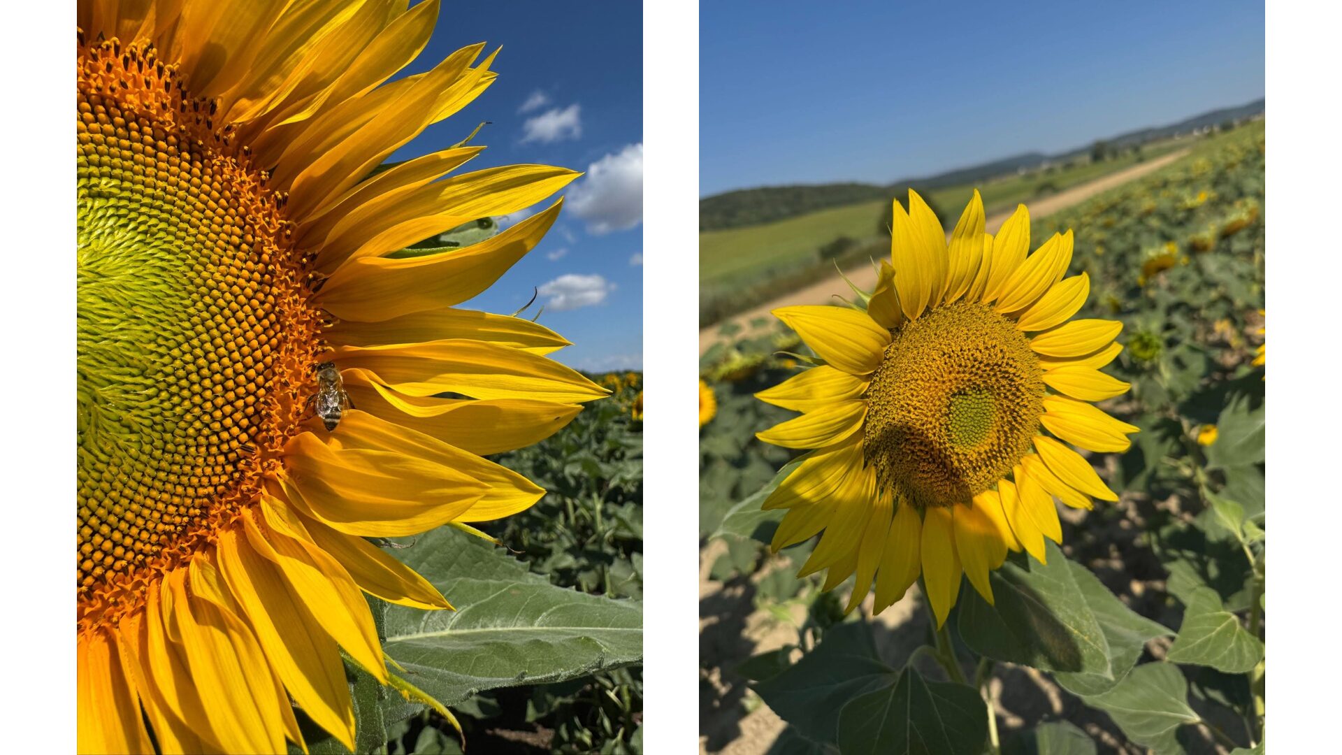 Sunflower Plant Protection from Above: The Opportunities of Drone Technology from Sowing to Harvest