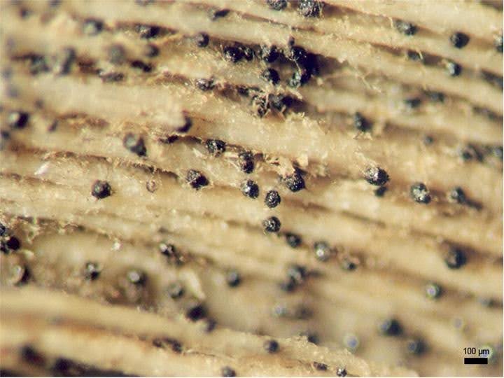 Under the Threat of Heat- and Stress-Induced Disease: Recognition and Control of Macrophomina in the Field