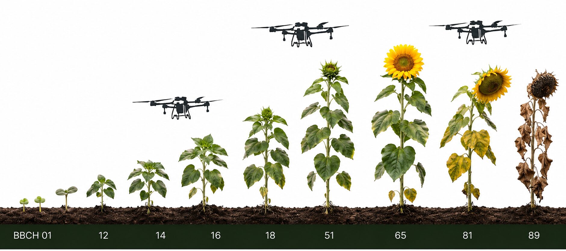 Sunflower growth stages BBCH 01-89 with drone spray application windows