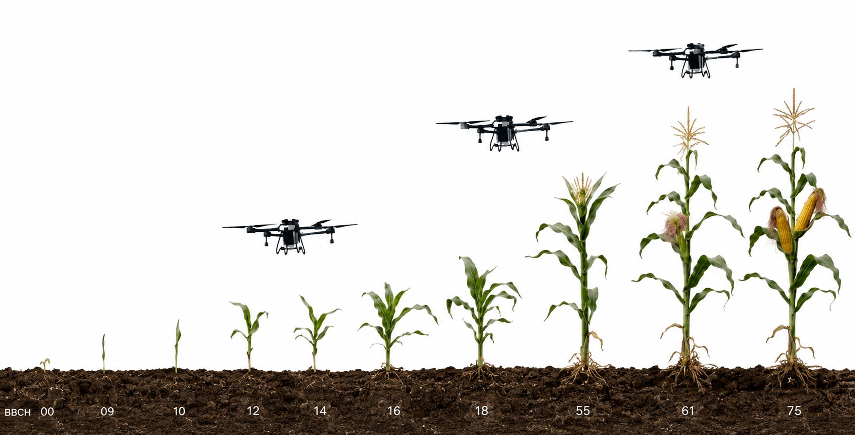 Corn growth stages BBCH 00-75 with drone spray application windows