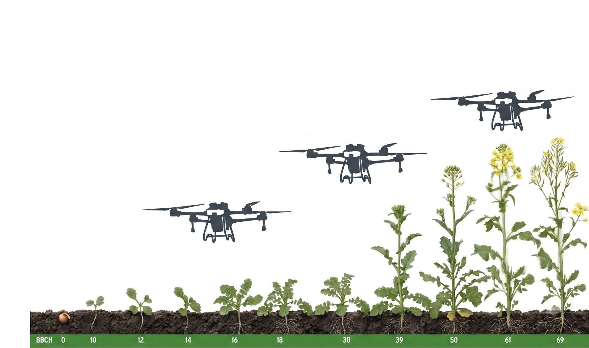 Rapeseed growth stages BBCH 0-69 with drone spray application windows