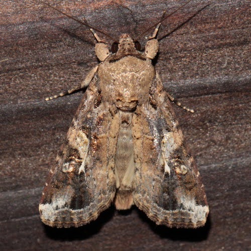 Fall Armyworm – A New Challenge for Crop Protection and Drone Technology