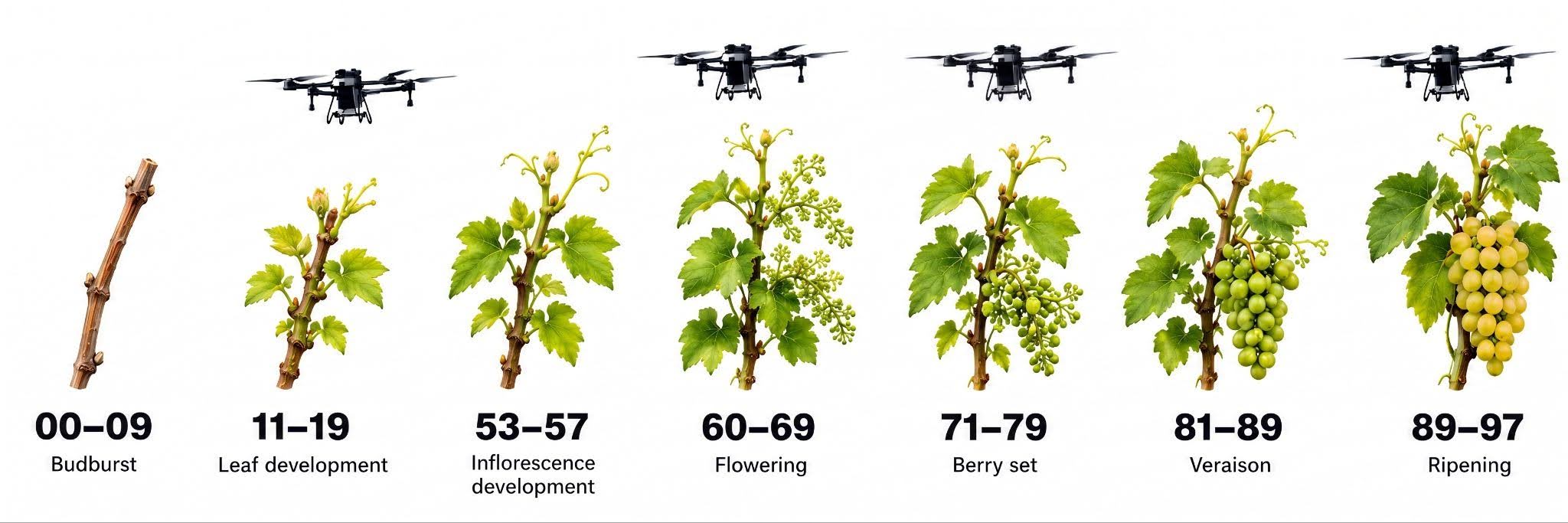 Grapevine growth stages BBCH 00-97 with drone spray application windows