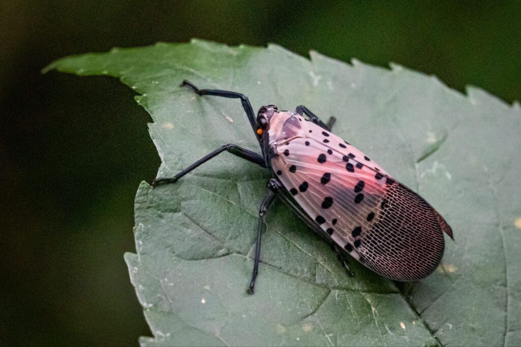 Spotted Lanternfly (Lycorma delicatula) adult on a leaf