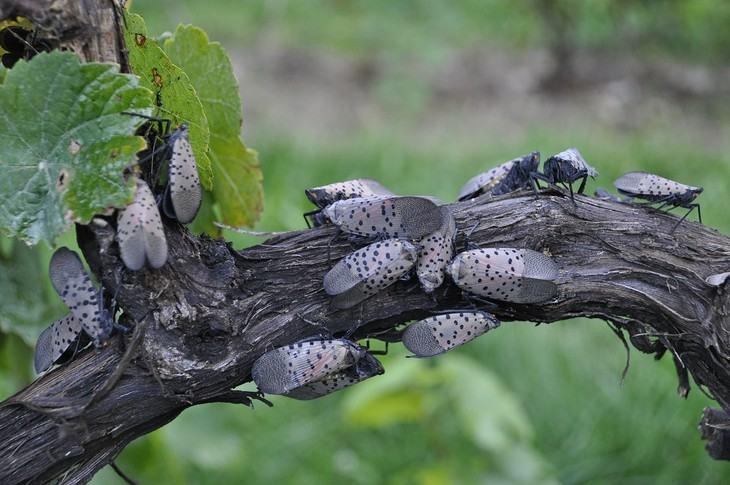 Spotted Lanternfly infestation on grapevine