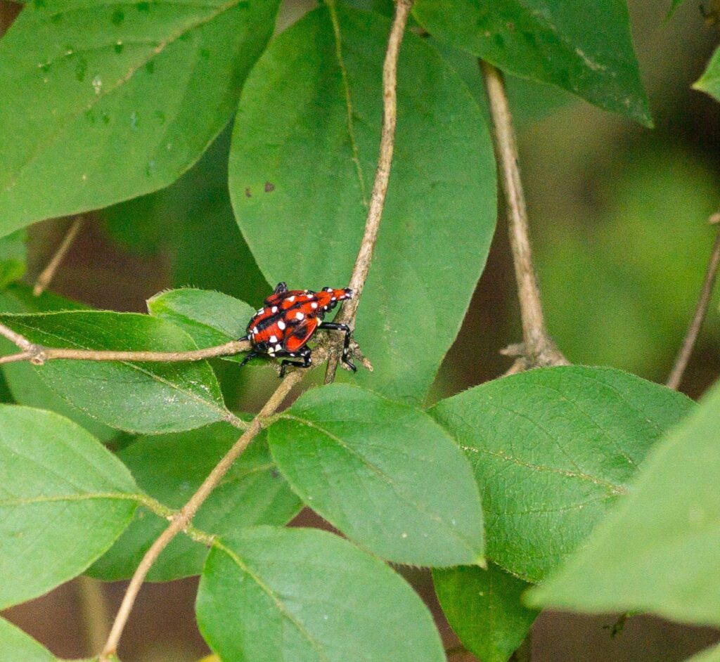 Spotted Lanternfly nymphs